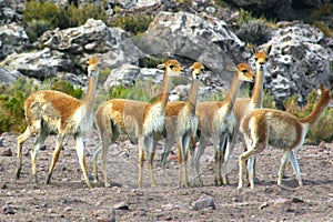image of wild vicuÃÂ±as in the Andean plains photo