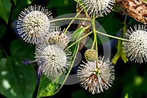 A Very Interesting Closeup of the Spiky Nectar-Laden Globes (Blooms) of a Wild Button Bush with a Black Bee