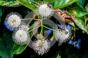 A Very Interesting Closeup of the Spiky Nectar-Laden Globes (Blooms) of a Wild Button Bush with a Black Bee