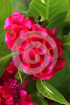 Very interesting flower Celosia argentea blooming