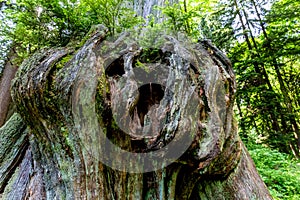 Very Interesting Looking Knot on a Rain Forest Cedar Tree.