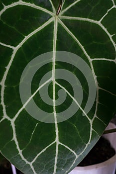 Very intricate leaf bone texture. Green Leaf Background. Suitable for biology themed