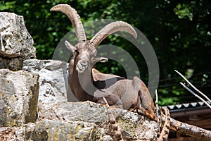 Very langer horned mela wild goat resting on stones in a Swiss national park, no people