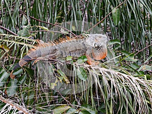 A very large adult iguana on a palm frond.