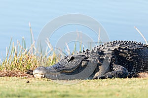 Very large American Alligator mississippiensis basking on the si