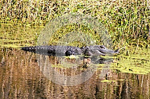 A very large American Alligator waiting for food to walk or fly by for his breakfast.