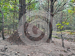 Very large anthill in the forest