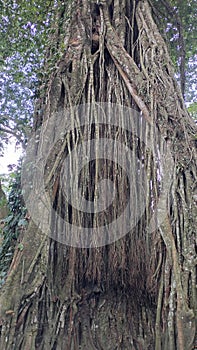 A very large banyan tree has very large roots from the bottom to the top