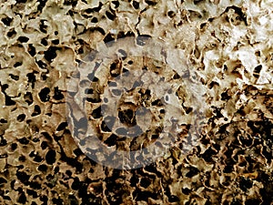 a very large black ant nest in the wood