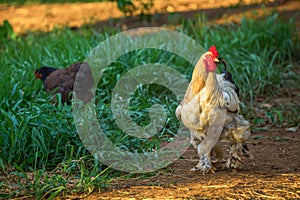 A very large Brahma chicken with an arco red