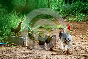 A very large Brahma chicken with an arco red