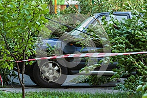 A very large broken tree fell on a car during a hurricane. Destruction after a gale. Accident.