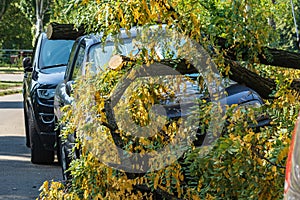 A very large broken tree fell on a car during a hurricane. Destruction after a gale. Accident.