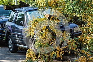 A very large broken tree fell on a car during a hurricane. Destruction after a gale. Accident. Close-up.