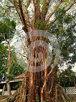 A very large cempaka flower tree with respiratory roots