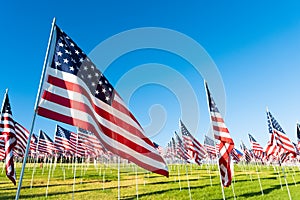 A large group of American flags. Veterans or Memorial day display