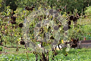 Very large dry Common sunflower or Helianthus annuus annual forb flowering plant with edible oily seeds in flower heads growing in