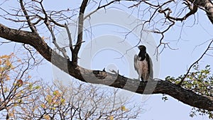 Very large eagle african Martial Eagle