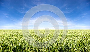 A very large field under a beautiful blue sky