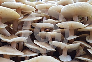 Large group of Honey wild mushrooms near the tree in the wood.