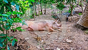 A pig relaxing in a backyard on an island in the Philippines.
