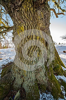 very large hundred years old oak tree in winter