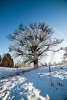 very large hundred years old oak tree in winter