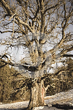 very large hundred years old oak tree in winter - vintage retro look