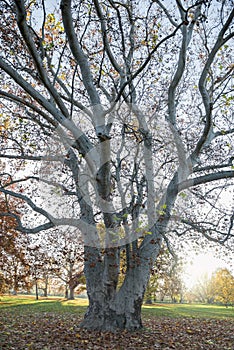 Very large hundred years old  tree. Platanus acerifolia