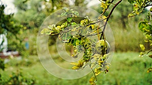 Very large lemon,Lemon in the garden,Flower and fruit of a rich lemon,Beautiful and fresh green background