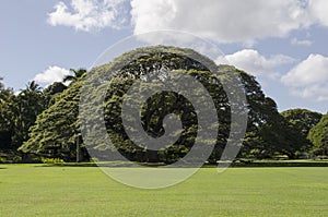 Monkeypod Tree in Honolulu Hawaii