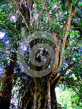 A very large and old tree that is hundreds of years old