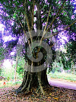 A very large and old tree that is hundreds of years old