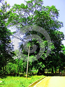 A very large and old tree that is hundreds of years old in Sumedang Regency