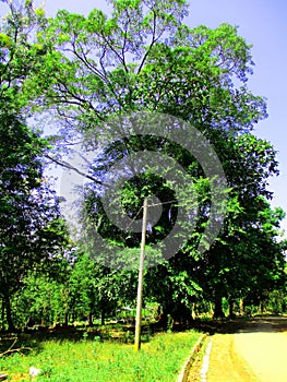 A very large and old tree that is hundreds of years old in Sumedang Regency