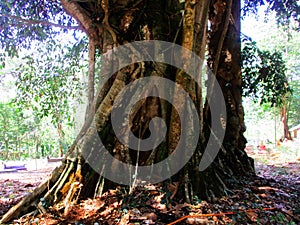 A very large and old tree that is hundreds of years old in Sumedang Regency