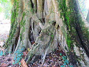 A very large and old tree that is hundreds of years old in Sumedang Regency