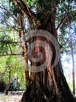 A very large and old tree that is hundreds of years old in Sumedang Regency