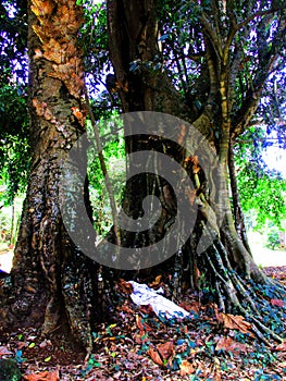 A very large and old tree that is hundreds of years old in Sumedang Regency