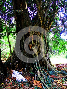 A very large and old tree that is hundreds of years old in Sumedang Regency