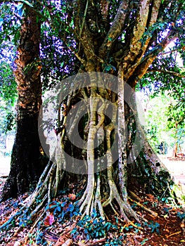 A very large and old tree that is hundreds of years old in Sumedang Regency