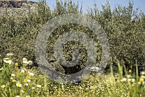 A very large olive tree surrounded with green field and flowers