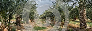 Very large panoramic view of palm trees grove at northern israel