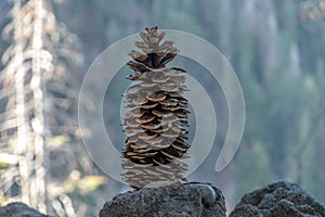 Very large pinecone standing on edge