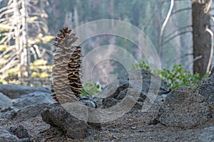 Very large pinecone standing on edge