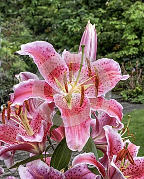 very large pink lily