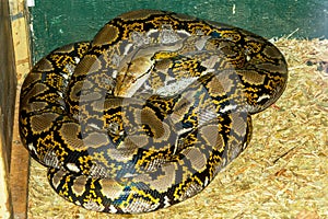A very large reticulated python Australia