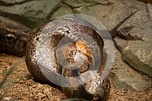 Very large Reticulated Python