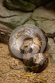 Very large Reticulated Python