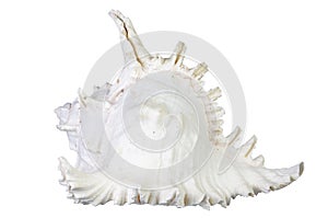 Very large sea shell isolated on white